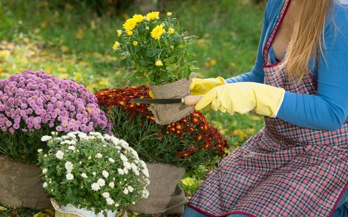 A person wearing a blue long-sleeved top, a red and grey checkered apron, and yellow gardening gloves is handling a potted yellow flowering plant in a garden setting. The garden features a neatly maintained lawn with lush, green grass, bordered by other flowering plants including purple, white, and red flowers arranged in pots and beds. In the background, there are trees and shrubs, indicating a landscaped outdoor space with a variety of foliage. The scene appears to be set in daytime with natural light, and the environment suggests a well-kept backyard or garden area in Turnham Green, suitable for gardening and lawn care services provided by Gardening Services Turnham Green.