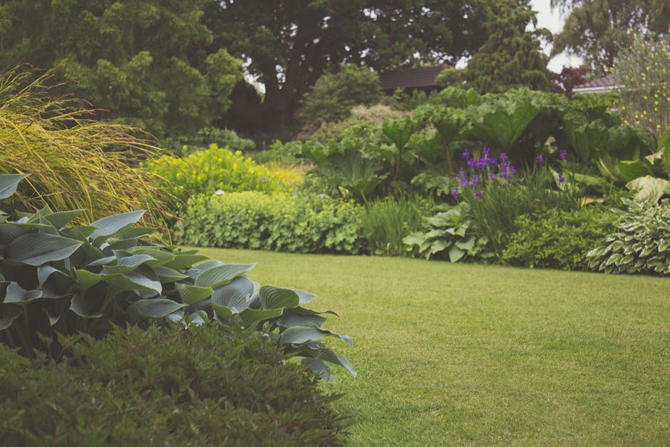 A well-maintained garden featuring a neatly trimmed lawn with lush, green grass and clearly defined borders. In the foreground, there are large, broad-leaved hostas with glossy, dark green foliage, al